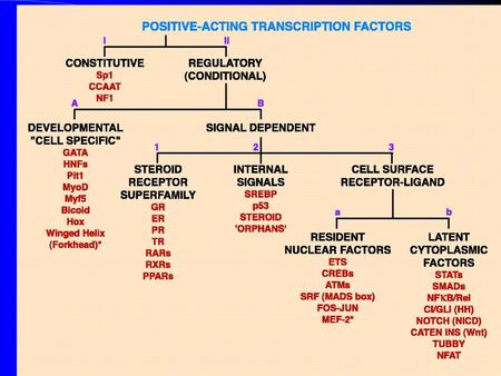 Figure 1. Functional classification of positive-acting transcription factors. Major functional groups are shown in black; specific examples are illustrated.