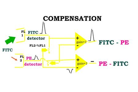 COMPENSATION + FITC - PE - + PE - FITC - FITC detector FITC PE
