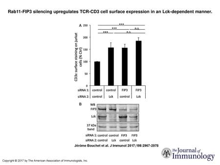 Rab11-FIP3 silencing upregulates TCR-CD3 cell surface expression in an Lck-dependent manner. Rab11-FIP3 silencing upregulates TCR-CD3 cell surface expression.
