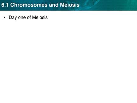 Day one of Meiosis.