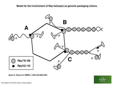 Model for the involvement of Rep helicases as genome packaging motors.