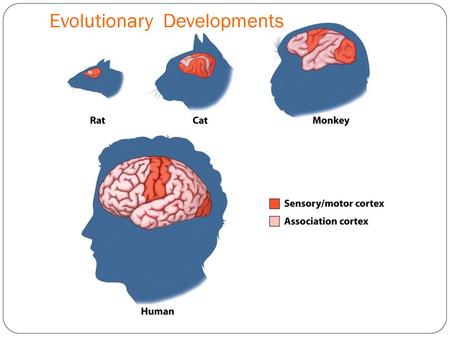 Evolutionary Developments