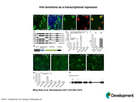 Vrtn functions as a transcriptional repressor.