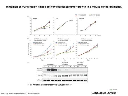 Inhibition of FGFR fusion kinase activity repressed tumor growth in a mouse xenograft model. Inhibition of FGFR fusion kinase activity repressed tumor.