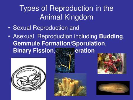 Types of Reproduction in the Animal Kingdom