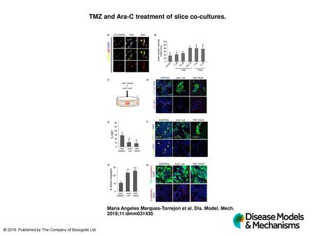 TMZ and Ara-C treatment of slice co-cultures.