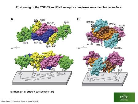 Positioning of the TGF‐β3 and BMP receptor complexes on a membrane surface. Positioning of the TGF‐β3 and BMP receptor complexes on a membrane surface.