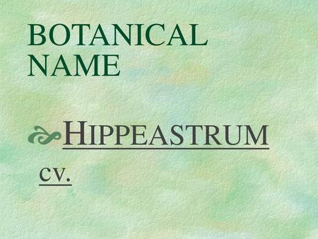 BOTANICAL NAME HIPPEASTRUM cv..