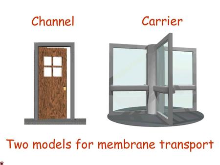 Two models for membrane transport