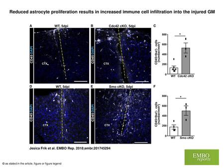 Reduced astrocyte proliferation results in increased immune cell infiltration into the injured GM Reduced astrocyte proliferation results in increased.