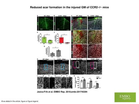Reduced scar formation in the injured GM of CCR2−/− mice