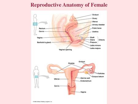 Reproductive Anatomy of Female