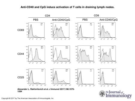 Anti-CD40 and CpG induce activation of T cells in draining lymph nodes
