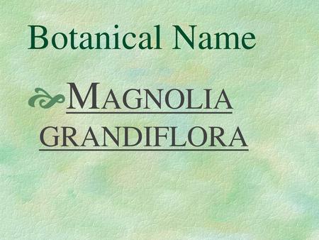 Botanical Name MAGNOLIA GRANDIFLORA.