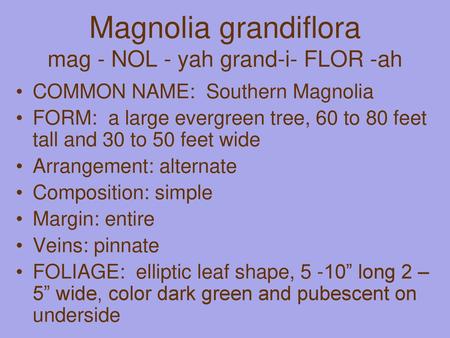 Magnolia grandiflora mag - NOL - yah grand-i- FLOR -ah