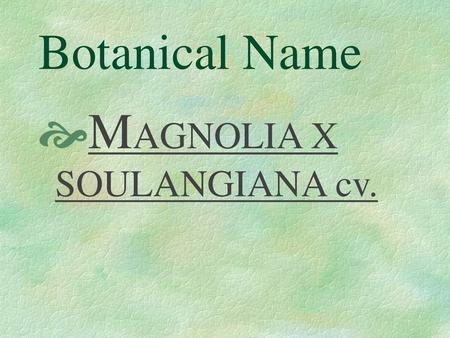 Botanical Name MAGNOLIA X SOULANGIANA cv..