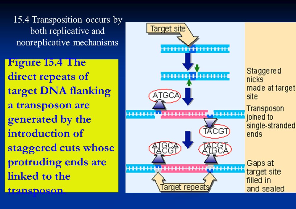 chapter 15 transposons.