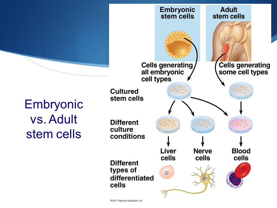 Embryonic Stem Cells Adult Stem Cells 31
