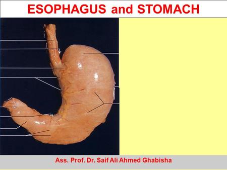 ESOPHAGUS and STOMACH Ass. Prof. Dr. Saif Ali Ahmed Ghabisha.