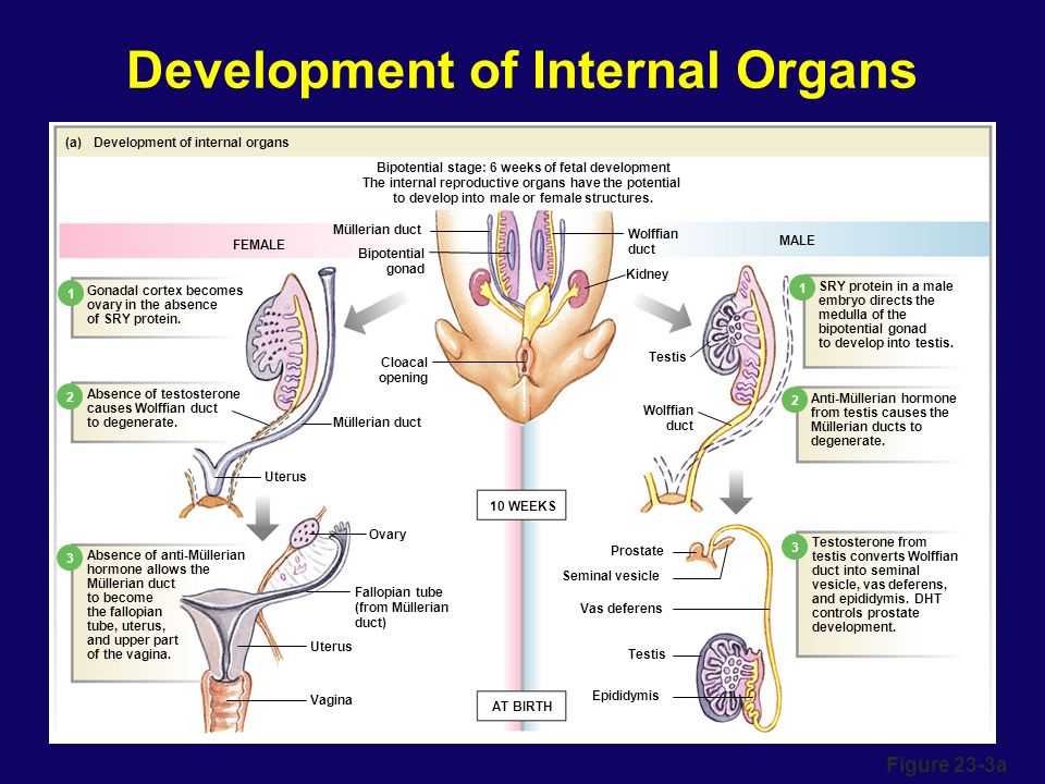 Development Of Sex Organs 71