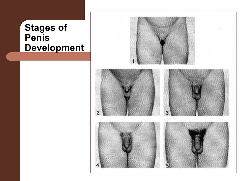 Stages Of Penis 114