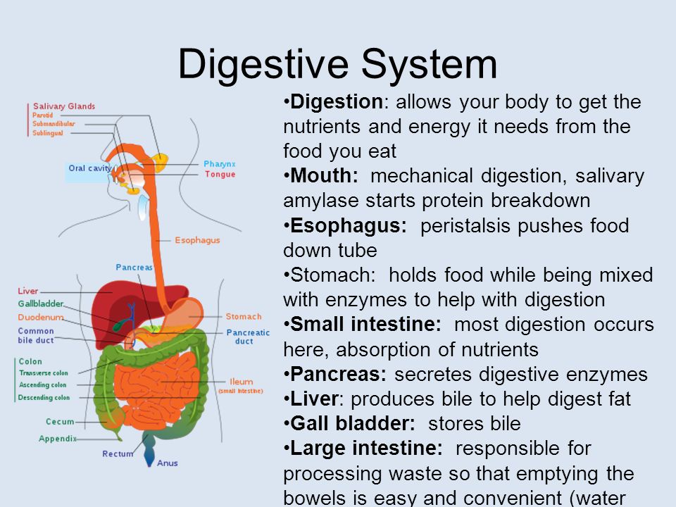 Gallbladder and Bile - Digestive System