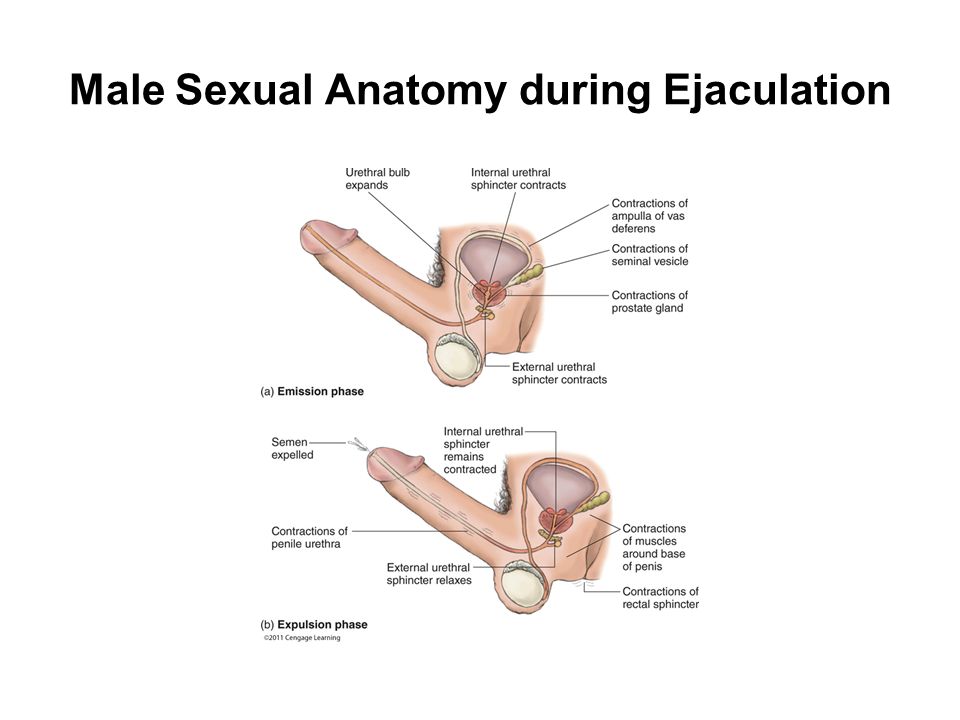 Male Sexual 94