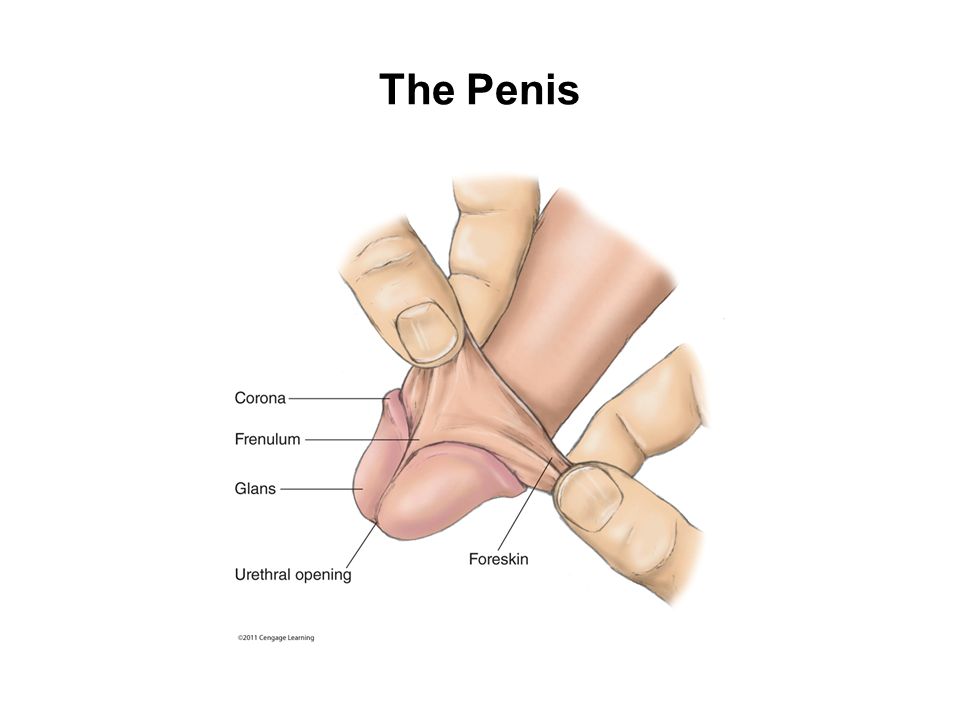 Underside Of The Penis 78