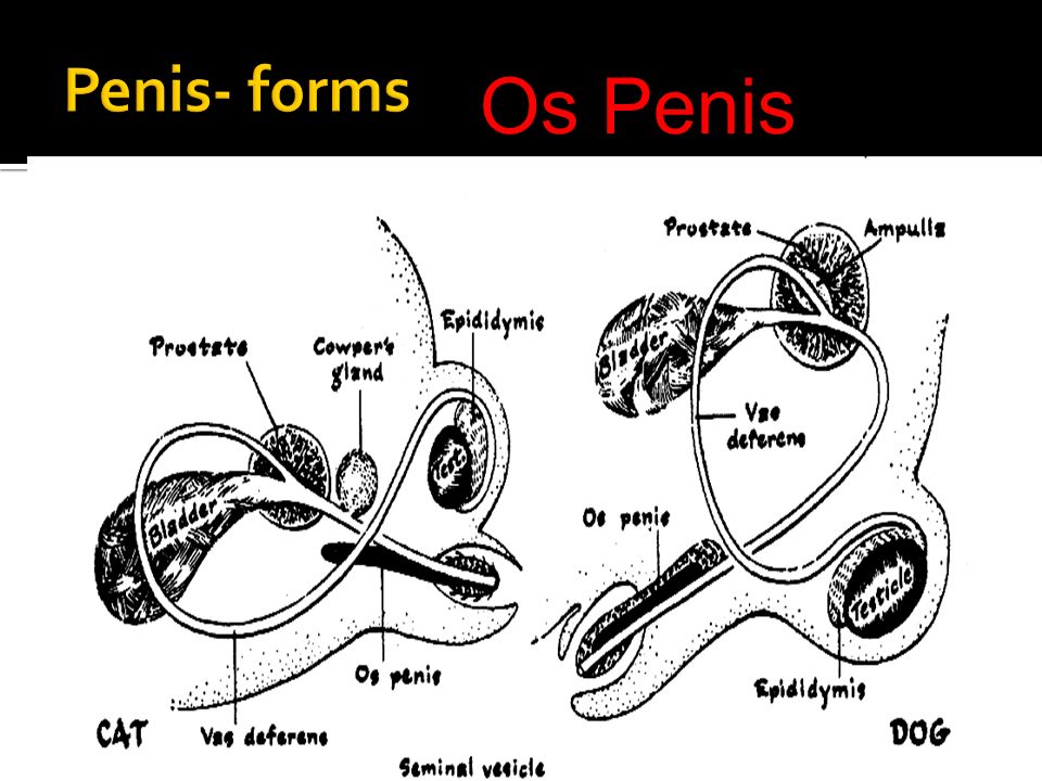 Penis Forms 47