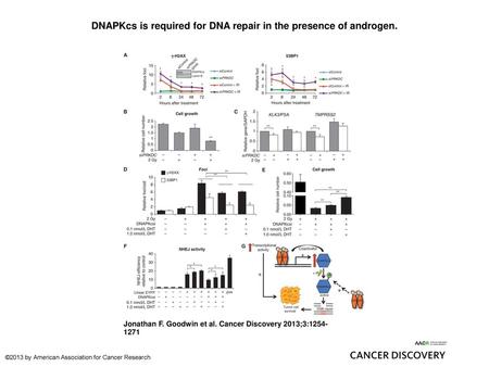 DNAPKcs is required for DNA repair in the presence of androgen.