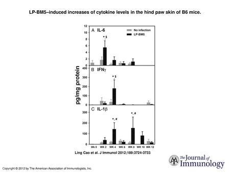 LP-BM5–induced increases of cytokine levels in the hind paw skin of B6 mice. LP-BM5–induced increases of cytokine levels in the hind paw skin of B6 mice.