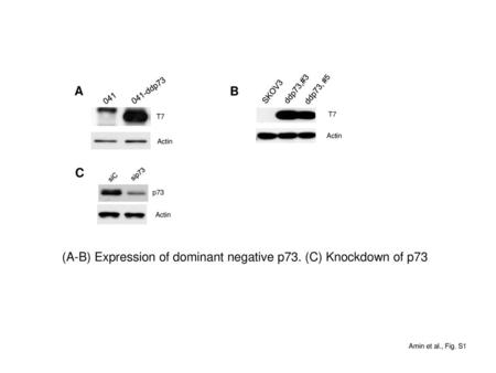 (A-B) Expression of dominant negative p73. (C) Knockdown of p73
