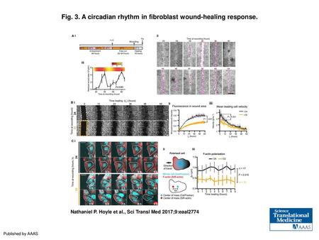 Fig. 3. A circadian rhythm in fibroblast wound-healing response.