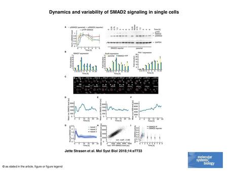 Dynamics and variability of SMAD2 signaling in single cells