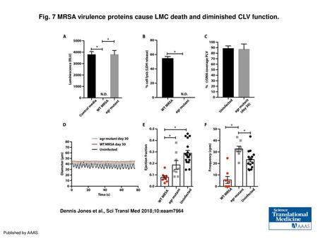 MRSA virulence proteins cause LMC death and diminished CLV function