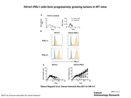 H31m1-PDL1 cells form progressively growing tumors in WT mice.