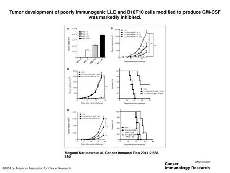 Tumor development of poorly immunogenic LLC and B16F10 cells modified to produce GM-CSF was markedly inhibited. Tumor development of poorly immunogenic.