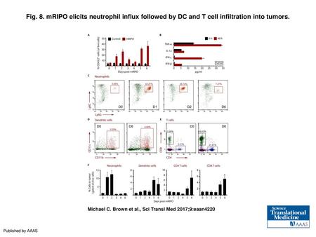 Fig. 8. mRIPO elicits neutrophil influx followed by DC and T cell infiltration into tumors. mRIPO elicits neutrophil influx followed by DC and T cell infiltration.