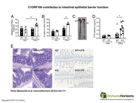 C1ORF106 contributes to intestinal epithelial barrier function.