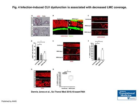 Fig. 4 Infection-induced CLV dysfunction is associated with decreased LMC coverage. Infection-induced CLV dysfunction is associated with decreased LMC.