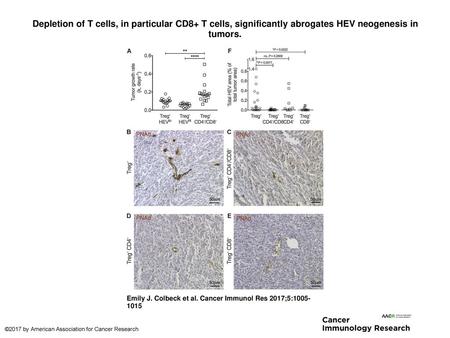 Depletion of T cells, in particular CD8+ T cells, significantly abrogates HEV neogenesis in tumors. Depletion of T cells, in particular CD8+ T cells, significantly.