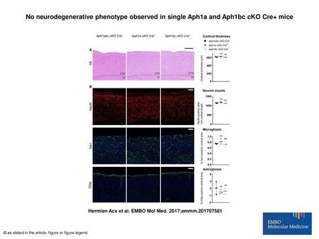 No neurodegenerative phenotype observed in single Aph1a and Aph1bc cKO Cre+ mice No neurodegenerative phenotype observed in single Aph1a and Aph1bc cKO.