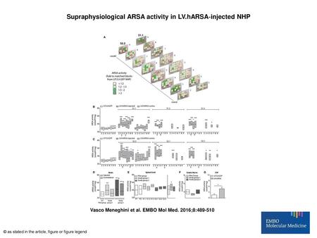 Supraphysiological ARSA activity in LV.hARSA‐injected NHP