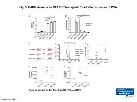 CAR8 failure in an OT1 TCR transgenic T cell after exposure to OVA