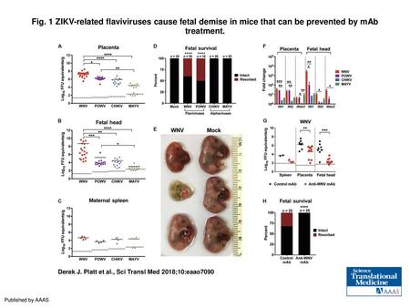 Fig. 1 ZIKV-related flaviviruses cause fetal demise in mice that can be prevented by mAb treatment. ZIKV-related flaviviruses cause fetal demise in mice.