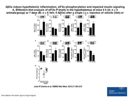 AβOs induce hypothalamic inflammation, eIF2α phosphorylation and impaired insulin signaling A, BWestern blot analysis of eIF2α‐P levels in the hypothalamus.