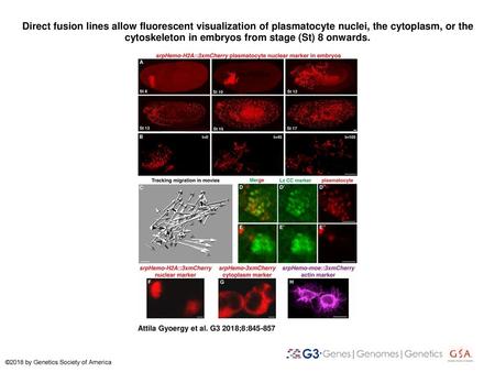Direct fusion lines allow fluorescent visualization of plasmatocyte nuclei, the cytoplasm, or the cytoskeleton in embryos from stage (St) 8 onwards. Direct.