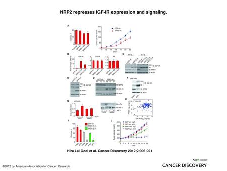 NRP2 represses IGF-IR expression and signaling.