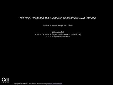 The Initial Response of a Eukaryotic Replisome to DNA Damage