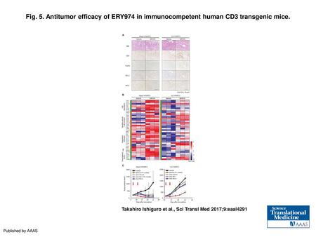 Fig. 5. Antitumor efficacy of ERY974 in immunocompetent human CD3 transgenic mice. Antitumor efficacy of ERY974 in immunocompetent human CD3 transgenic.